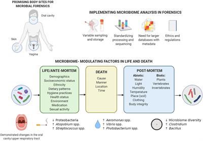 At the Interface of Life and Death: Post-mortem and Other Applications of Vaginal, Skin, and Salivary Microbiome Analysis in Forensics